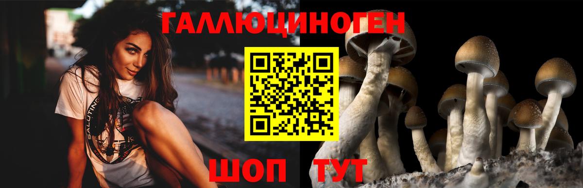 Галлюциногенные грибы Psilocybine cubensis Стрежевой